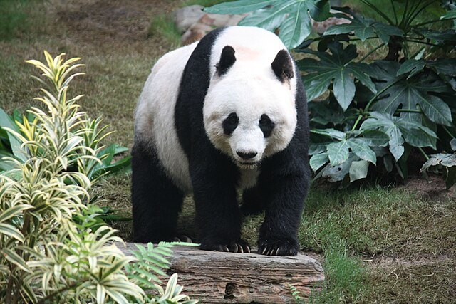 Panda Bear